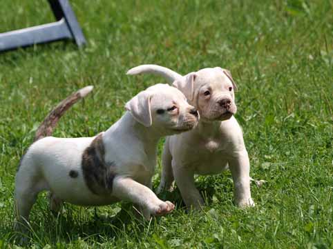 American bulldog pup